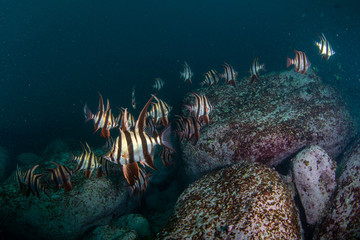 Old wife fish school