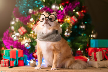 Fototapeta na wymiar cute brown color chihuahua dog wear glasses sit relax near present gift box and christmas tree festive background concept