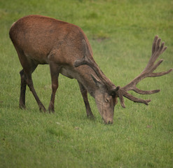 Hirsch am Grasen