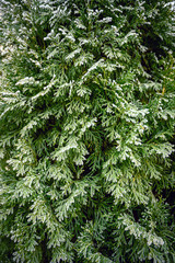 Snow-covered branch of spruce. Rime on the needles of an evergreen tree in the winter season
