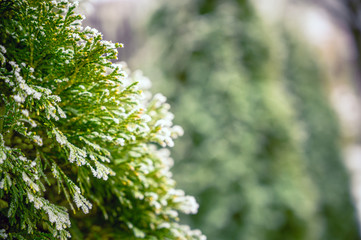 Snow-covered branch of spruce. Rime on the needles of an evergreen tree in the winter season