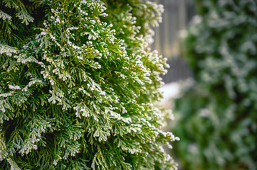 Snow-covered branch of spruce. Rime on the needles of an evergreen tree in the winter season