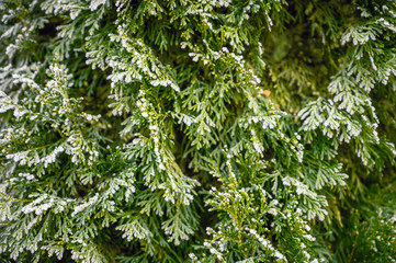 Snow-covered branch of spruce. Rime on the needles of an evergreen tree in the winter season