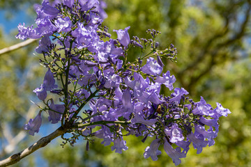 Blooming jacaranda trees in the spring of Buenos Aires, Argentina