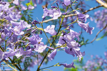 Blooming jacaranda trees in the spring of Buenos Aires, Argentina