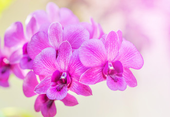 Naklejka na ściany i meble Close up pink orchids tropical flowers blooming growth in garden selective focus