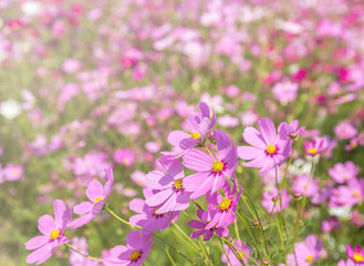 Obraz na płótnie Canvas colorful many pink cosmos flowers blooming in the field on sunny 