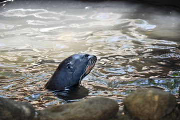 Soulful Seal swims playfully