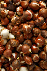 tulip bulbs with little shoots ready for planting out to flower in next spring, background