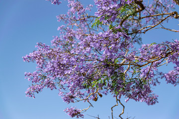 Blooming jacaranda trees in the spring of Buenos Aires, Argentina