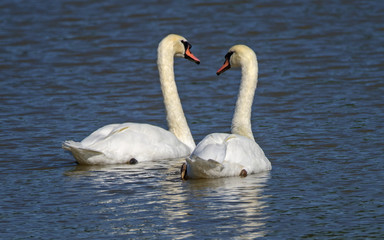 Beautiful swan couple