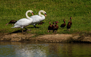 Beautiful swan couple