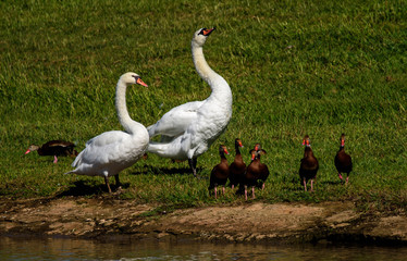 Beautiful swan couple