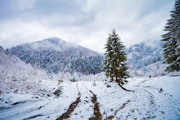 Winter landscape near snowy forestsnow covered road