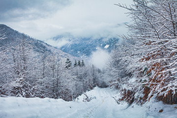 Winter landscape near snowy forestsnow covered road