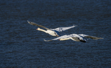 Beautiful flying swan couple