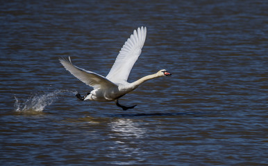Fototapeta na wymiar Beautiful flying swan