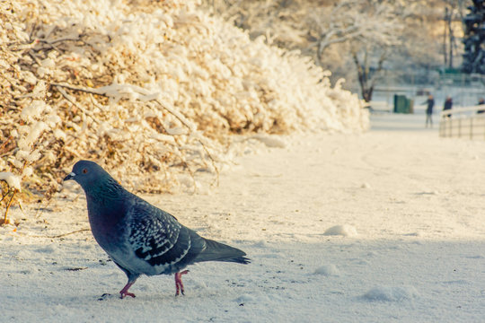 Pidgeon of Samppalinna