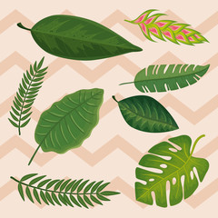 background of flower heliconia with leafs tropicals vector illustration design
