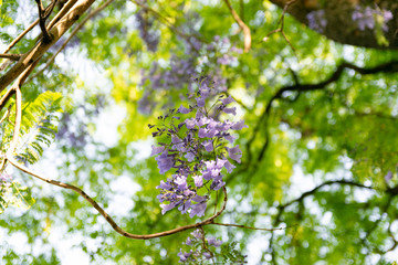 Blooming jacaranda trees in the spring of Buenos Aires, Argentina