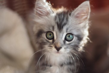 Fototapeta premium Silver tabby kitten head