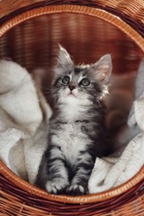 Cute silver tabby kitten