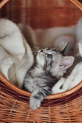 Cute silver tabby kitten looking up