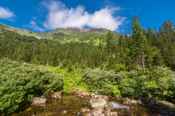 Mountain stream in the Siberian forest