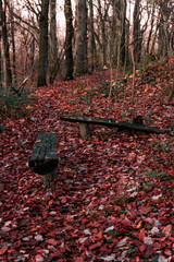 Settle in forest with fall leafs. 
