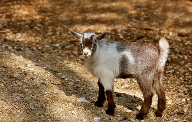 Naklejka na ściany i meble The American Pygmy is an American breed of achondroplastic goat. It is small, compact and stockily built. Like the Nigerian Dwarf, it derives from the West African Dwarf group of breeds of West Africa