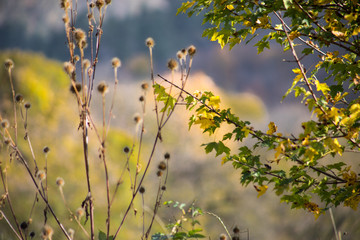 Beautiful autumn forest during sunset time. Azerbaijan Nature