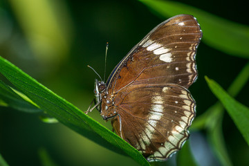 Close up picture of Great Eggfly on leaf nature macro background