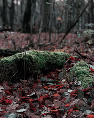 Mossy tree with blurry background during late fall.