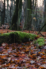 Mossy wood block with blurry bakcground.