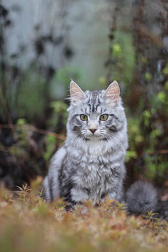 Silver Tabby Cat Outside
