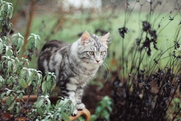 Naklejka na ściany i meble Silver tabby cat outside in autumn