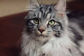 Maine coon cat face
