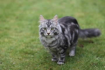 Naklejka na ściany i meble Silver tabby cat outside on grass