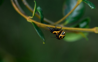 Beetles