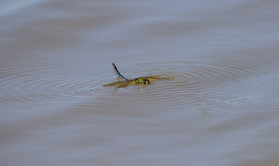 Dragonfly on water