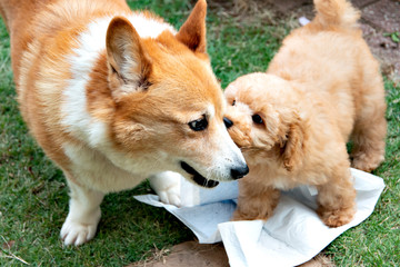 First contact of two dogs, Welch corgi and puppy of toy poodle in the garden