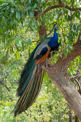 Fototapeta premium Peacock (Pavo cristatus), Udawalawe National Park, Sri Lanka