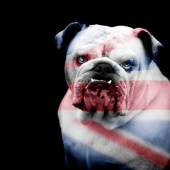 British Bulldog