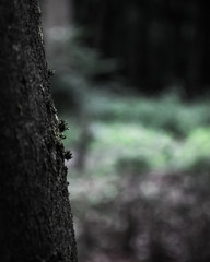 Close up mossy tree with blurry background.