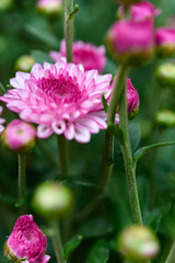 selective focus of small lilac chrysanthemum flowers vertical compsotion