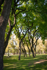 Fototapeta na wymiar Trees at the park