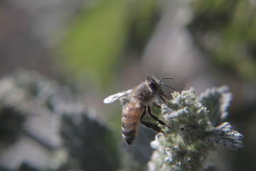 bee fly on mint flower