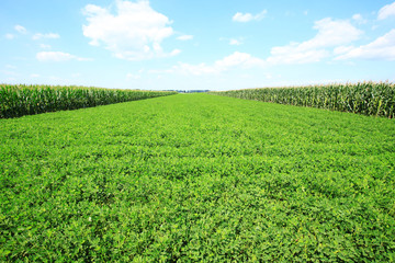 The peanuts and corn in the field