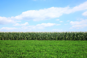 The peanuts and corn in the field