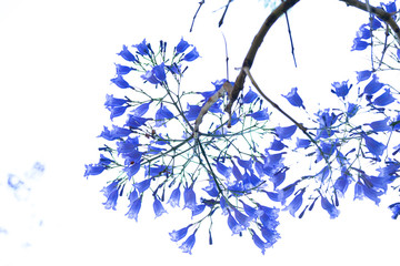 Blooming jacaranda trees in the spring of Buenos Aires, Argentina